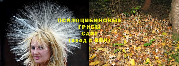 PSILOCYBIN Алзамай